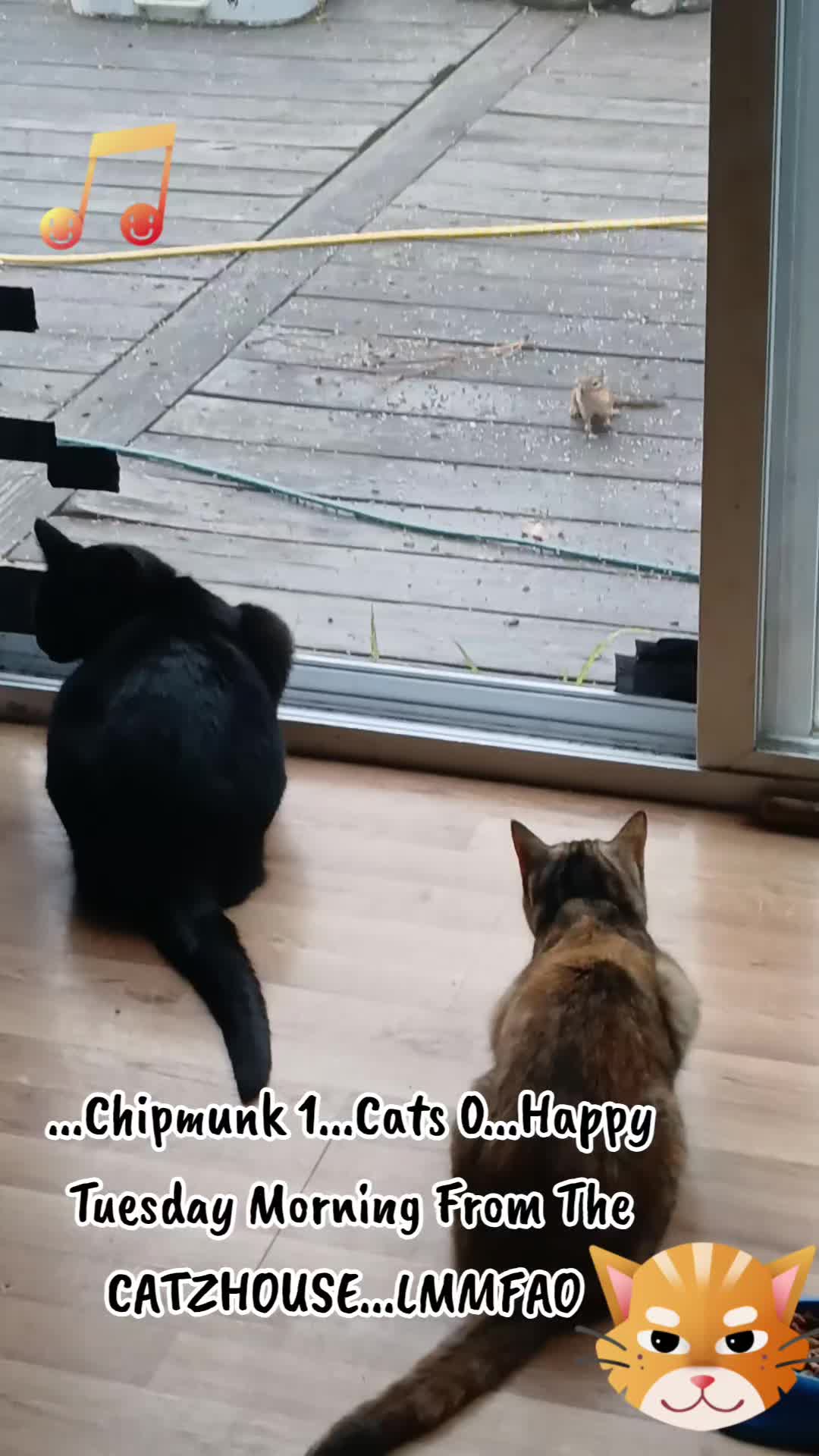 @Booh Hovey crazycatlady3