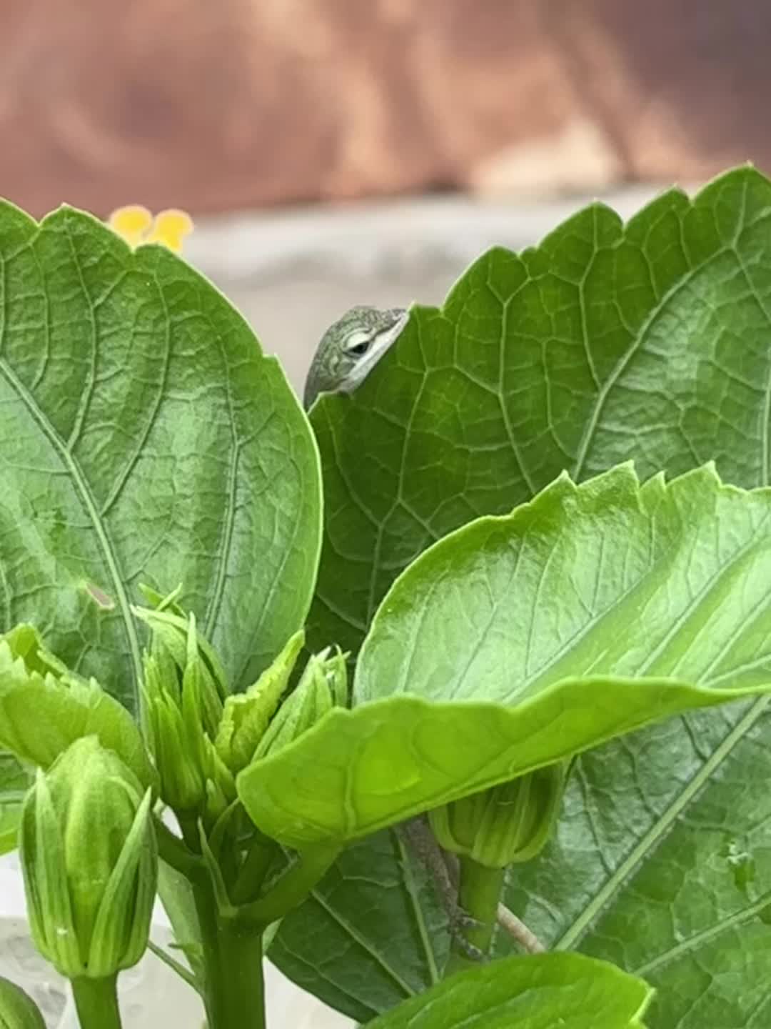 @๐ฆใดใธใฉ๐ฆ