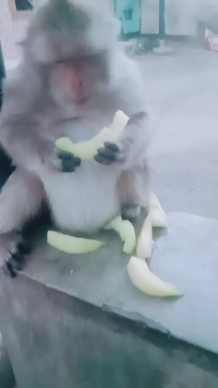 @SAHABAT SI MOMO