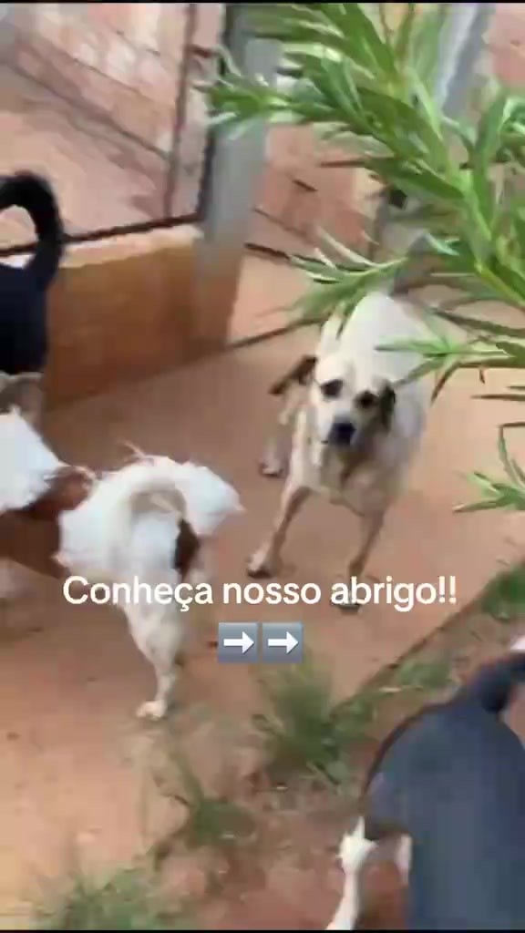 @Proteção Patas