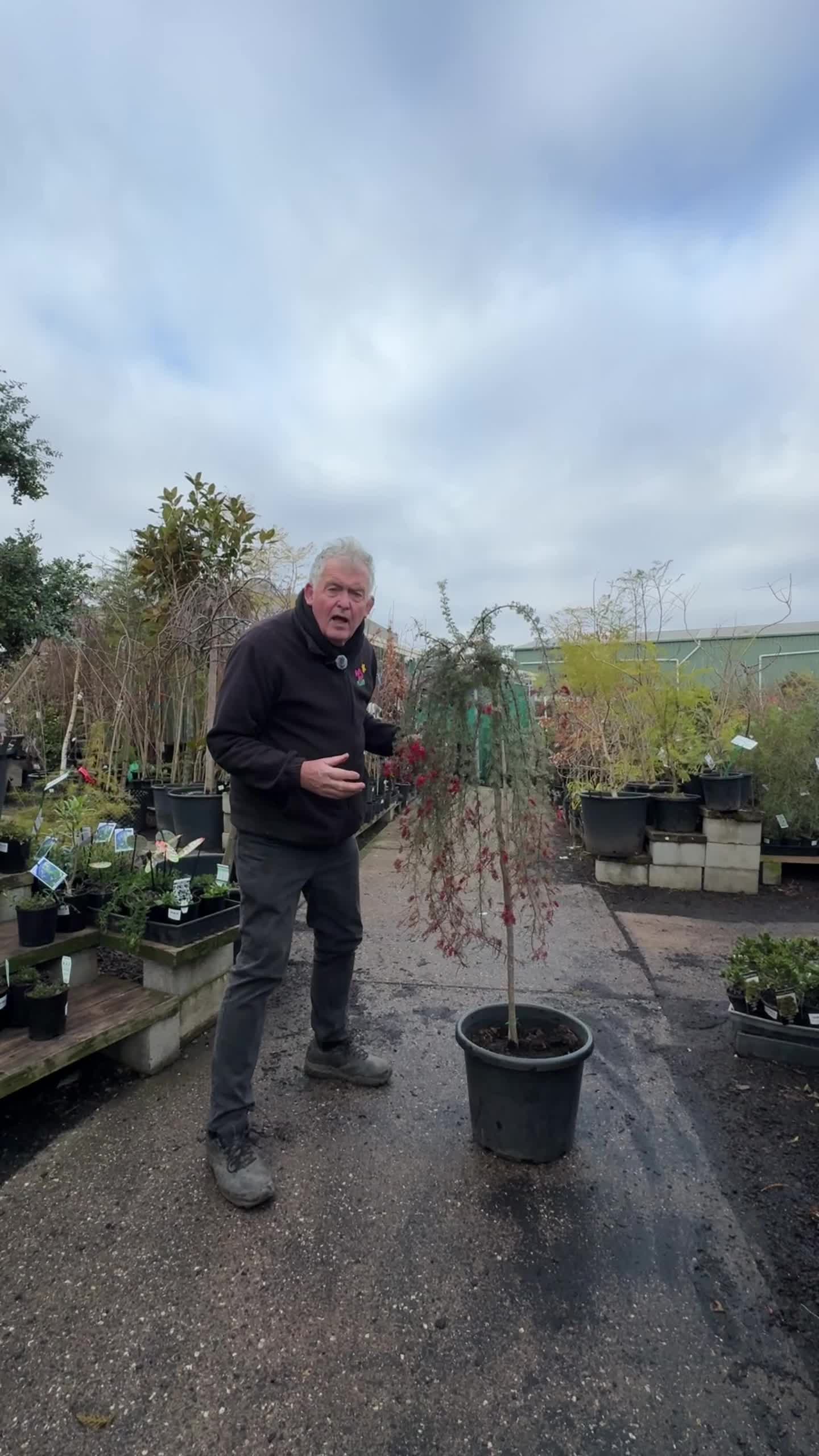@Hello Hello Plants Nursery