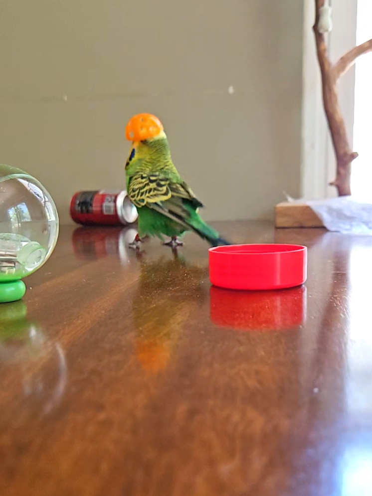 @Run Slow-Mo Charlie🦜