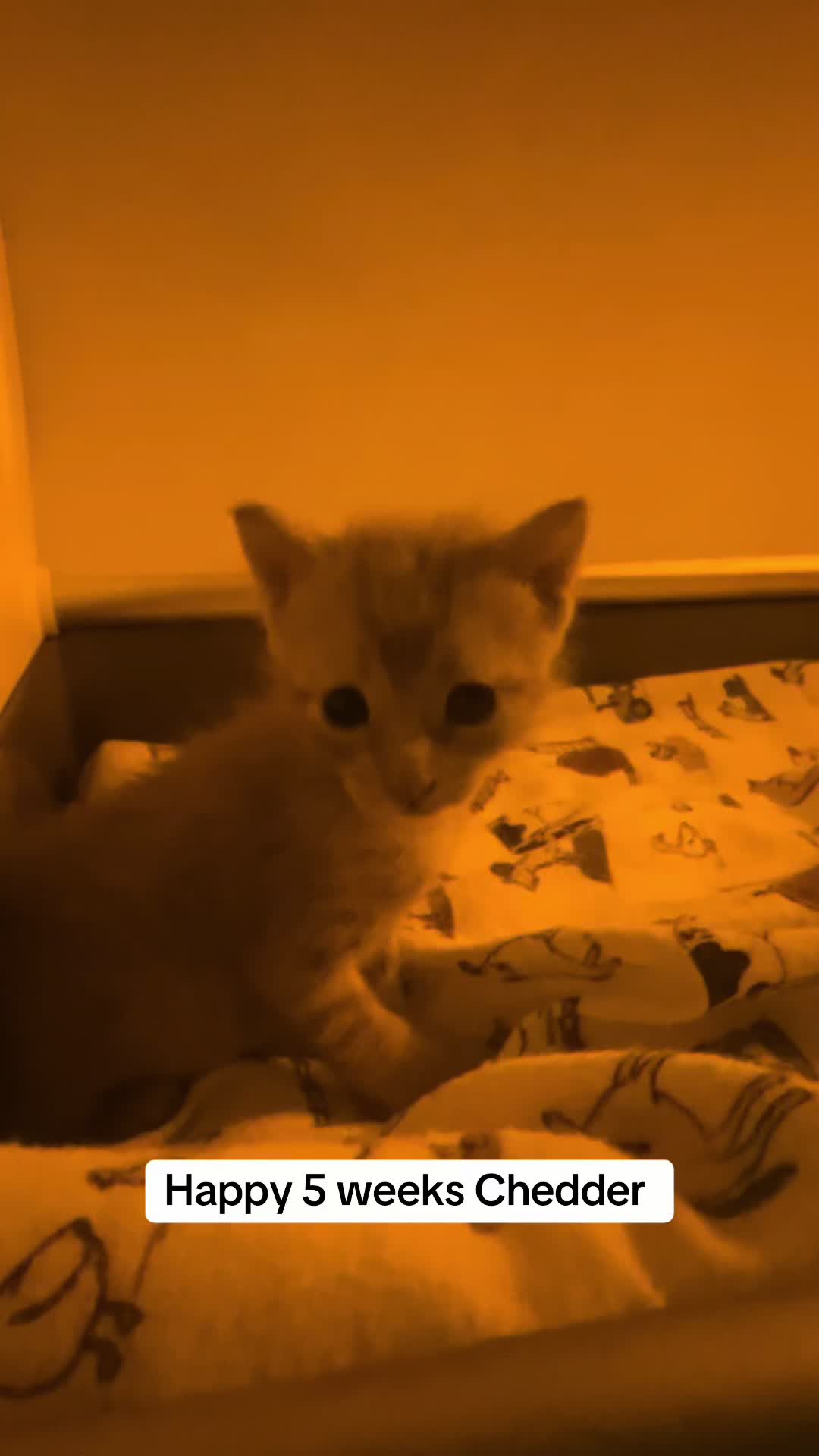 @Kitten.mama