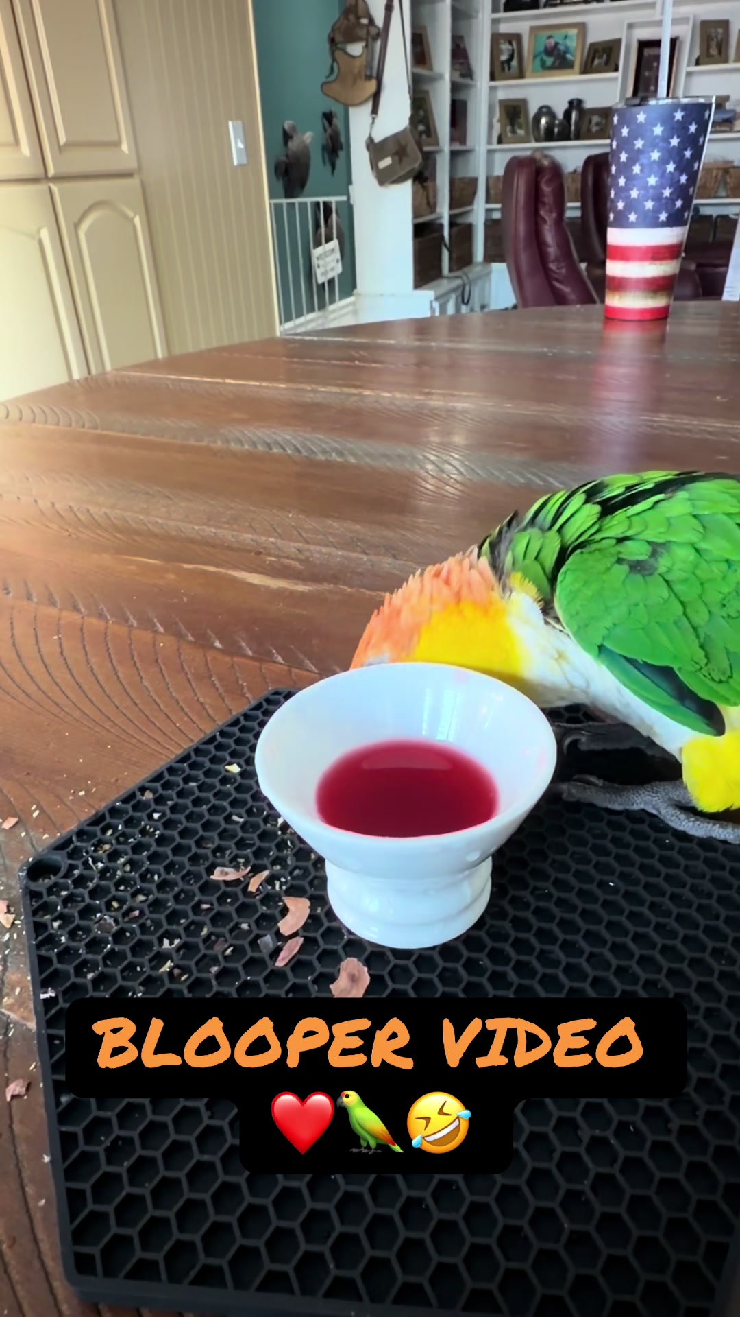 @Kyle The Caique