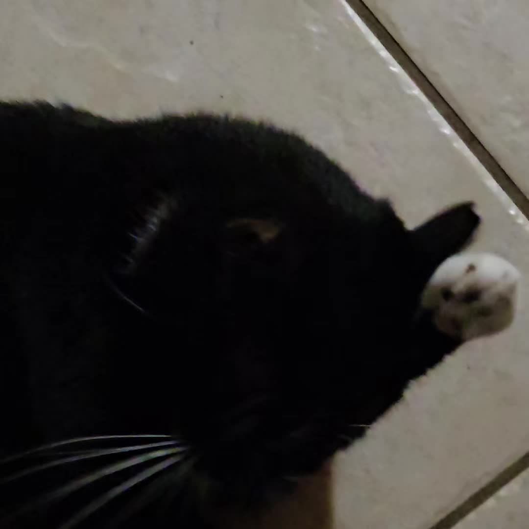 @Lil' Tiger Sylvester Ruediger