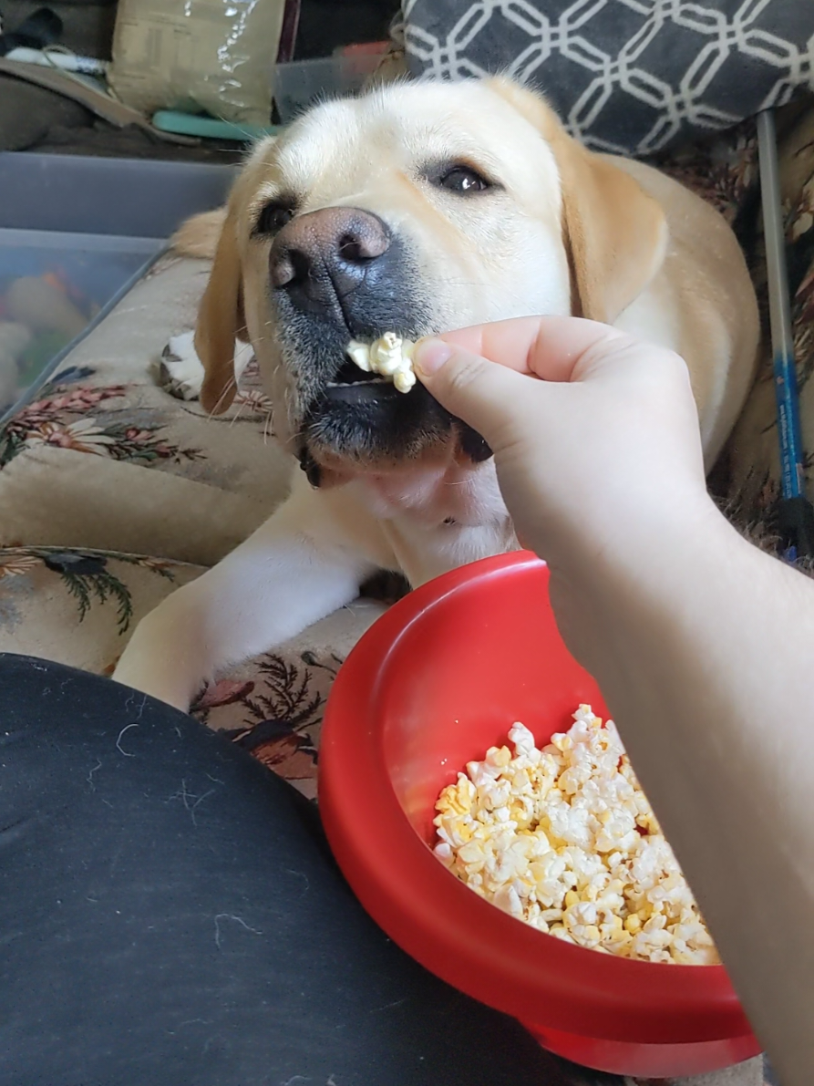 @Service Pup Milo