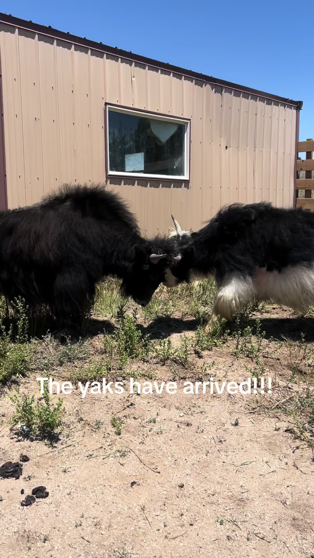 @Yakety Yak Ranch