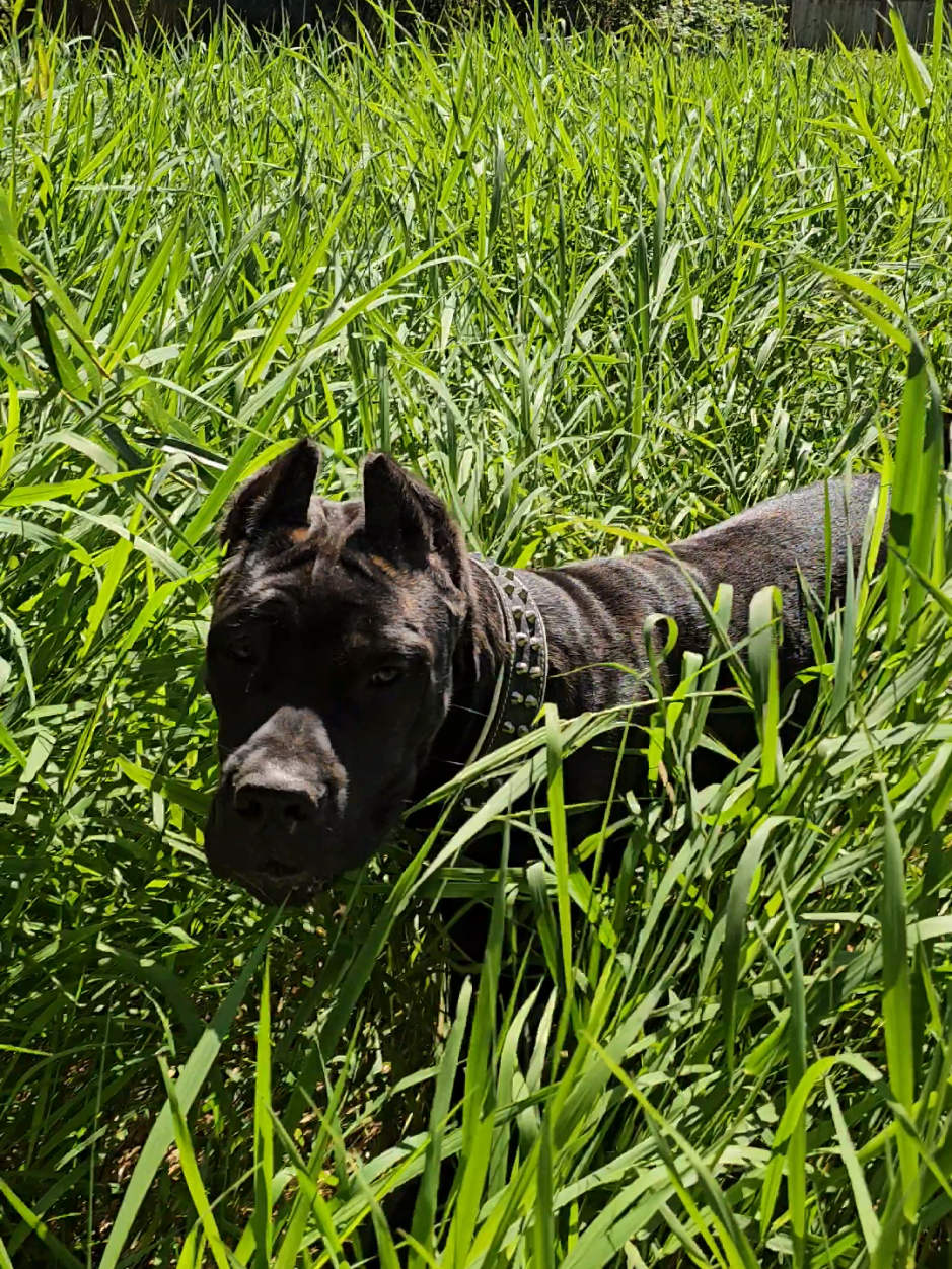 @SalmonCreekCaneCorso