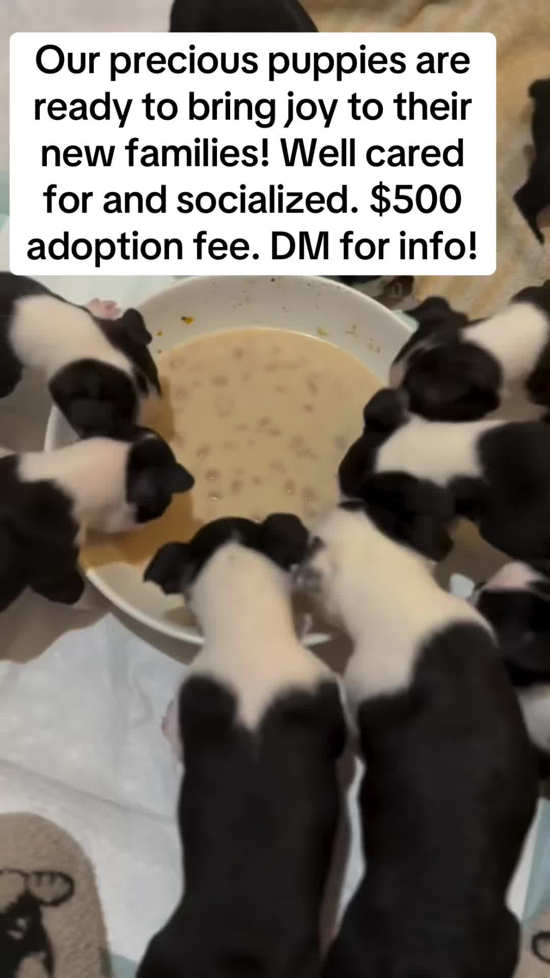 @Boston terrier puppies