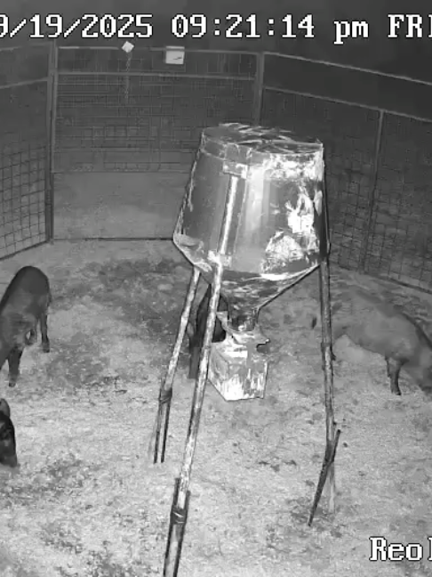@Hog Brothers Custom Hog Traps