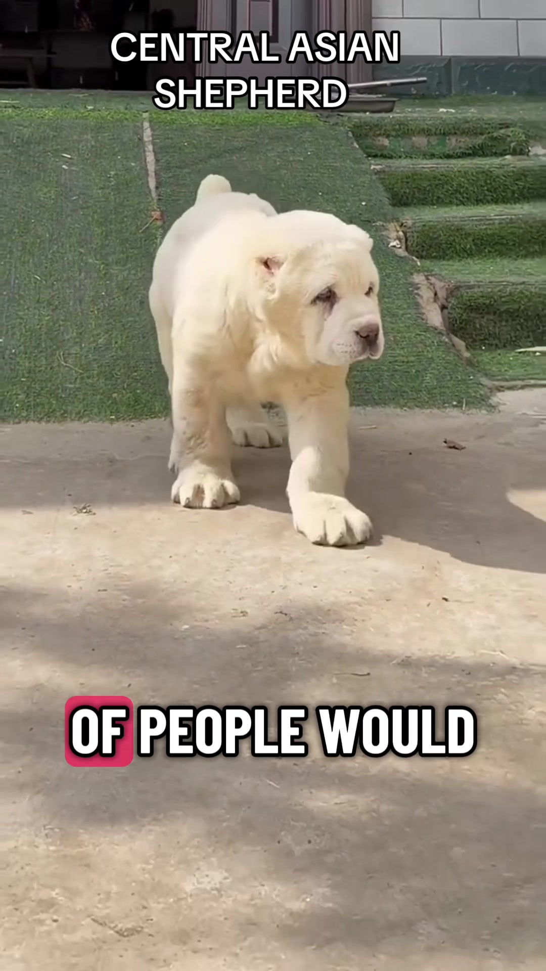 @Ultimate Puppies