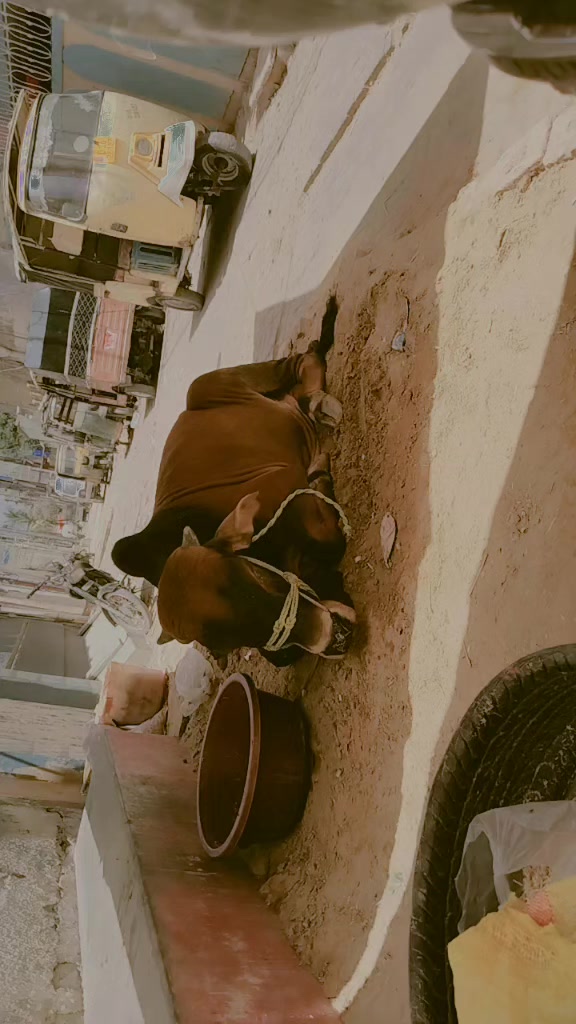 @👑RAJPUT 👑