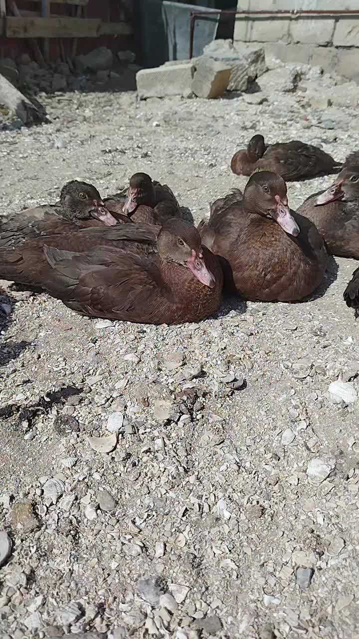@LaL OrdəK Təsərüfatı balaxani4