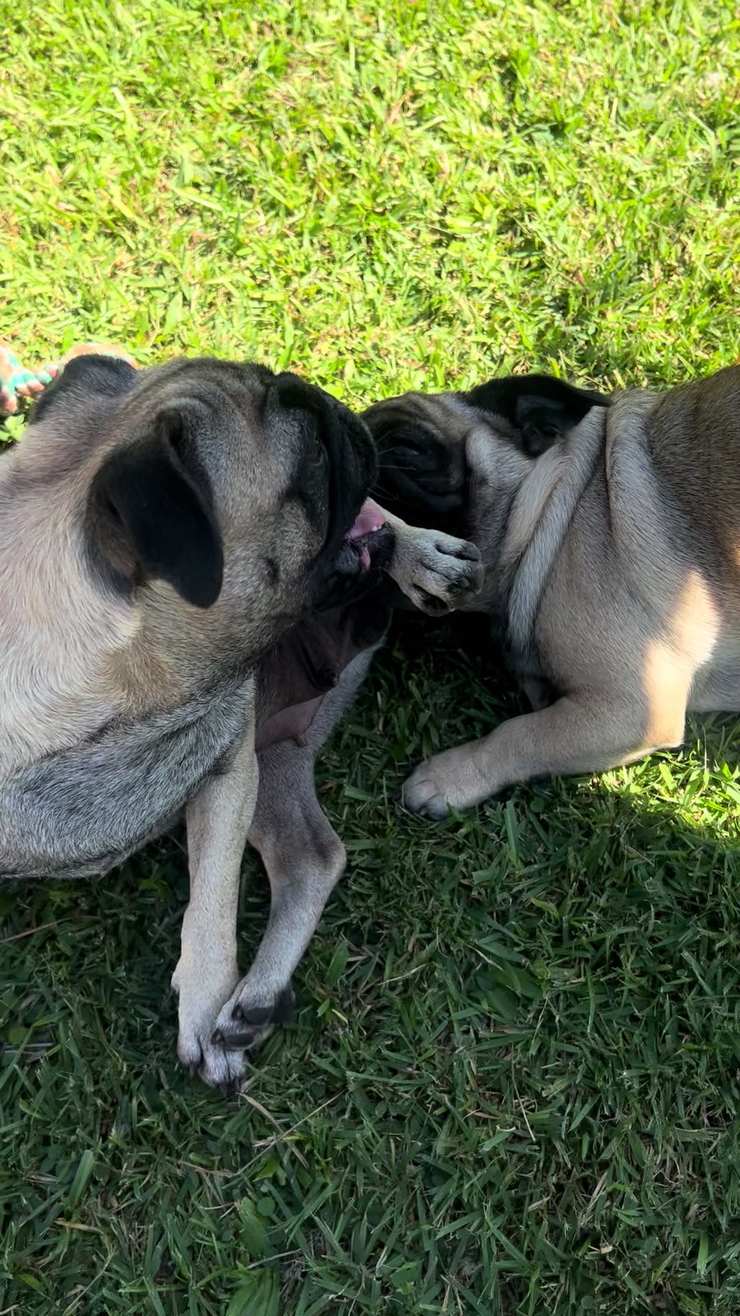 @pugSofyHarry