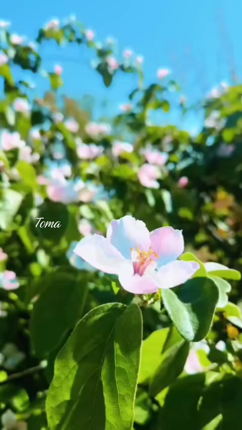 @Toma.T
