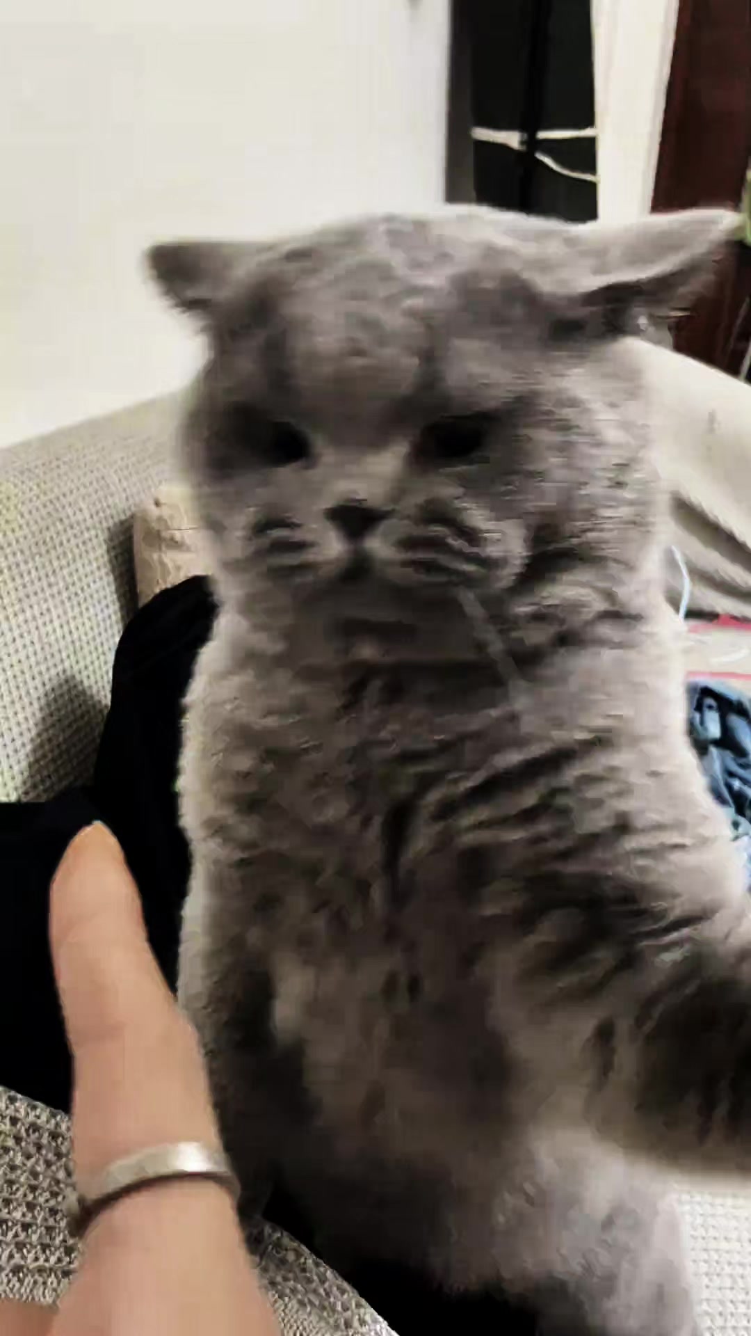 @noib3n