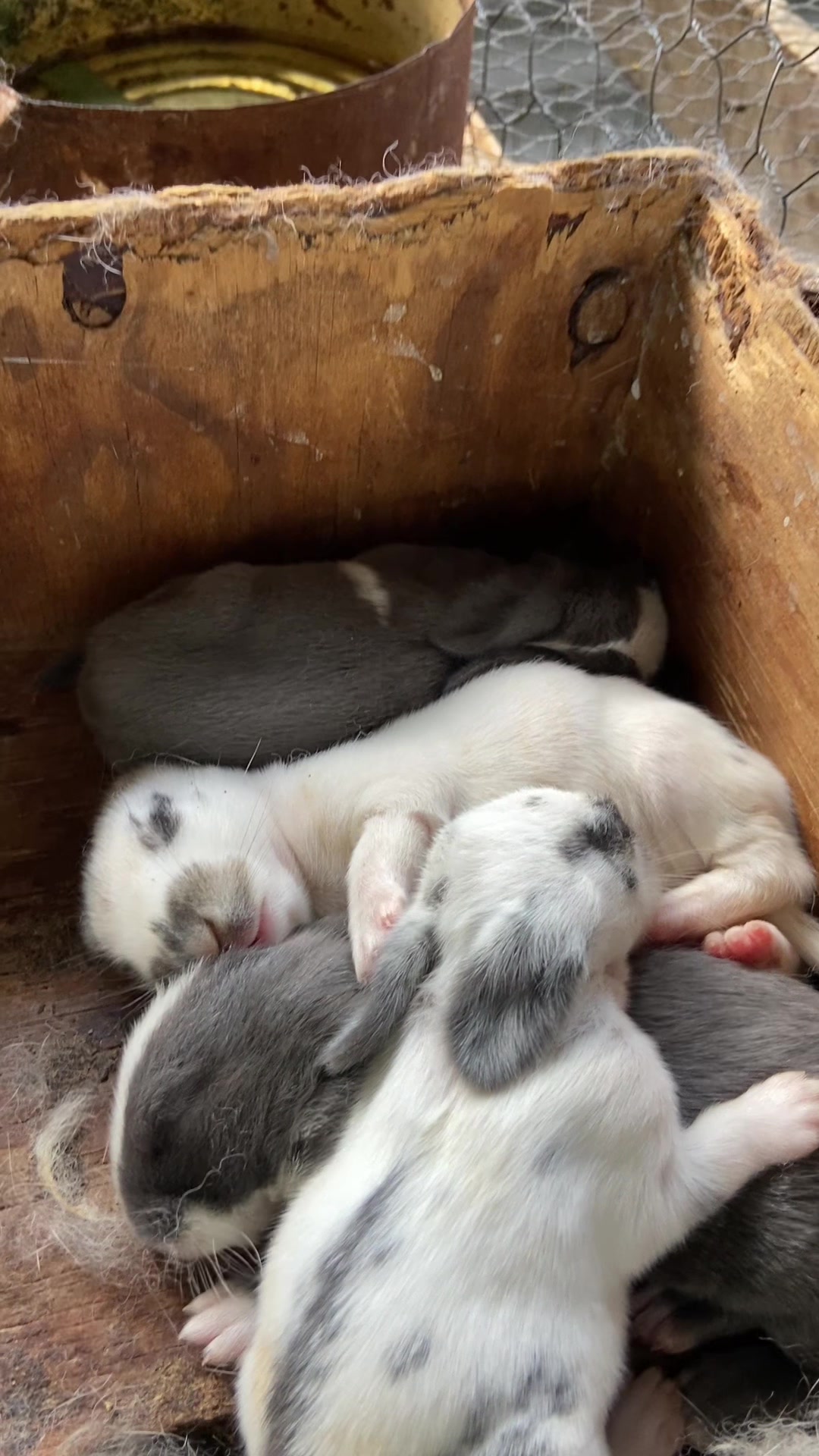 @HappyHoppersRabbitry