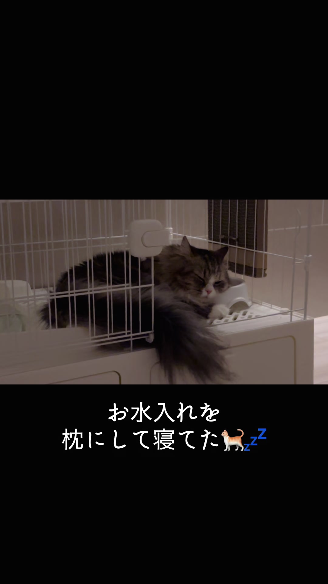 @ミヌエットのチャム