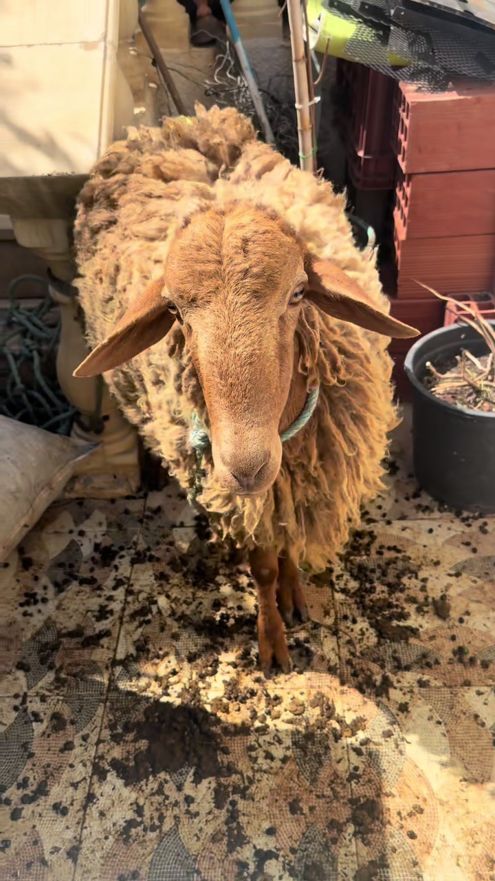 @𝗚𝗵𝗮𝗹𝗶𝗮