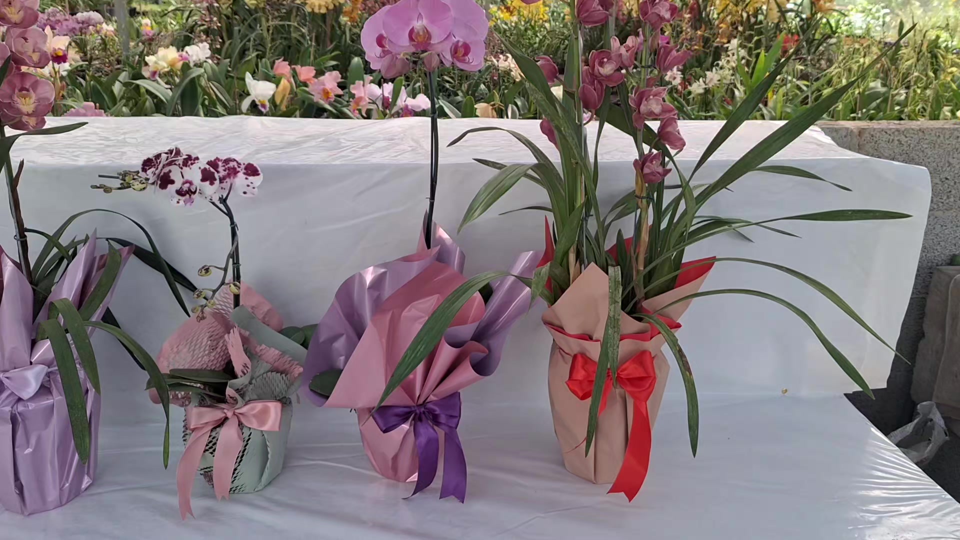 @Orquidário Fernando
