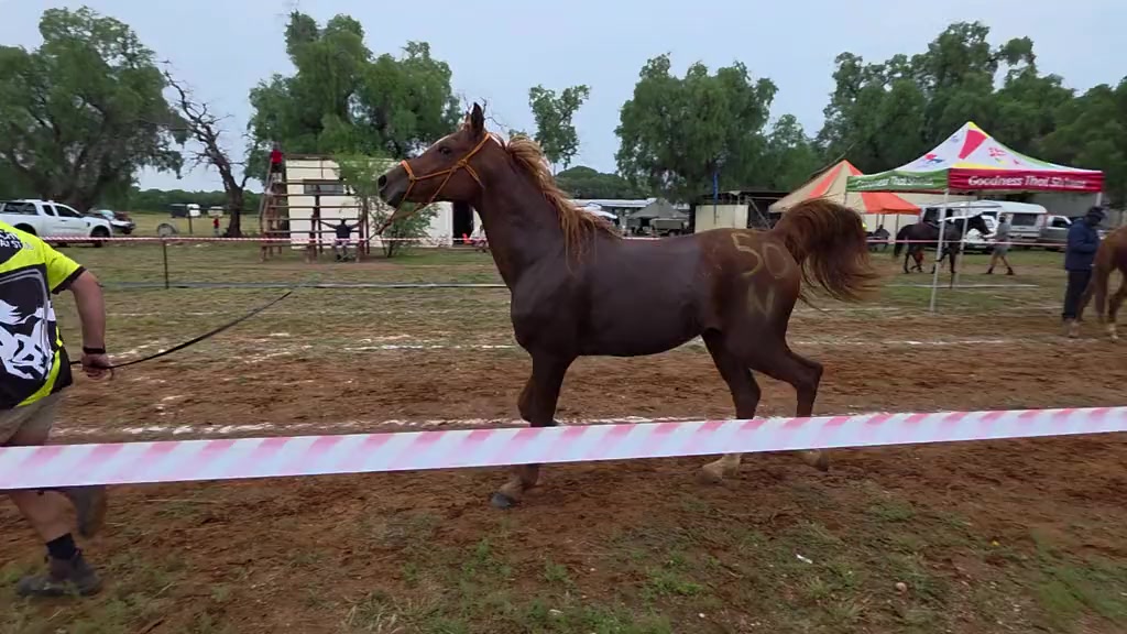 @uitzicht_arabian_stud