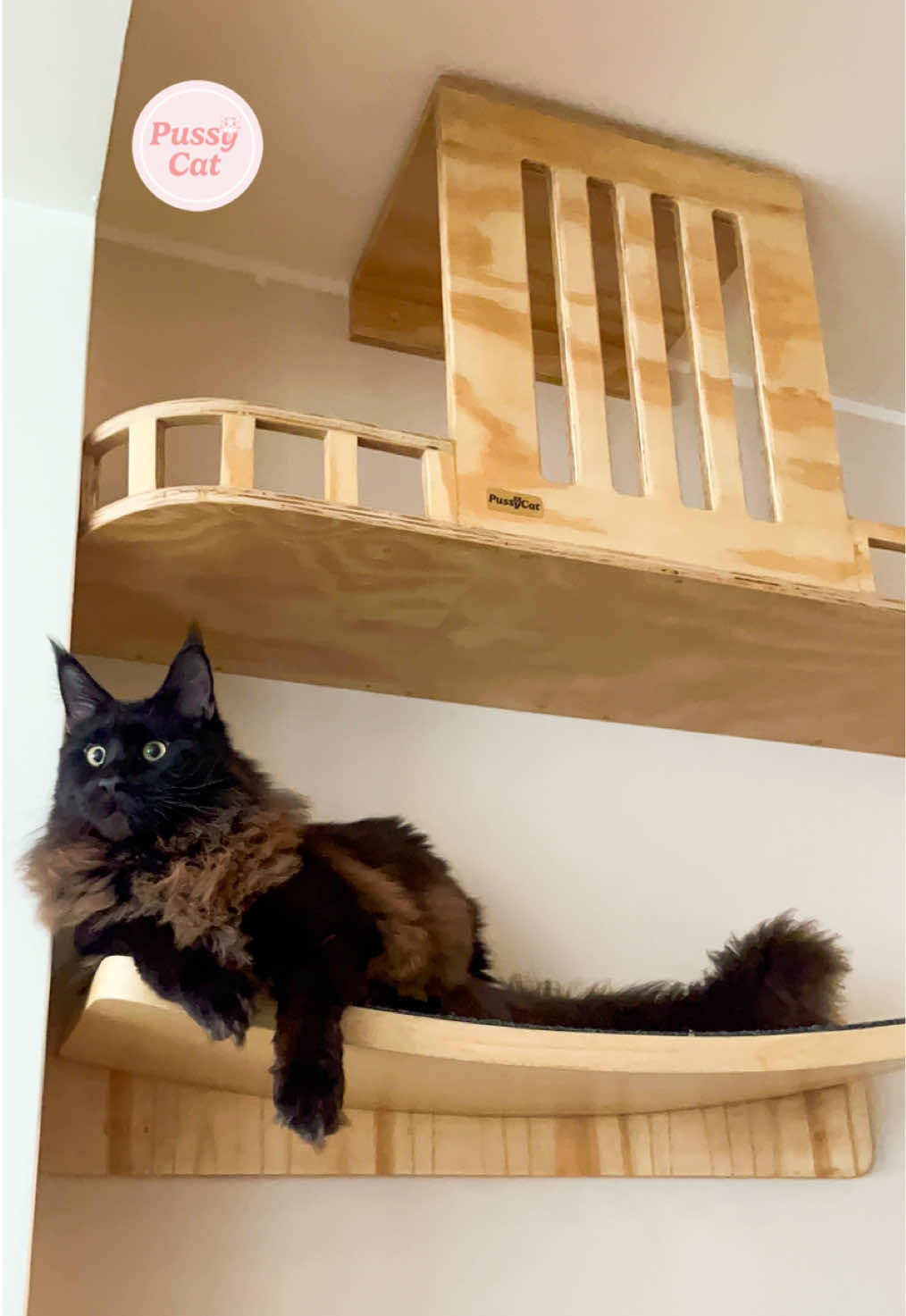 @PussyCat🧶🇵🇪Gatifica en Per&uacute;