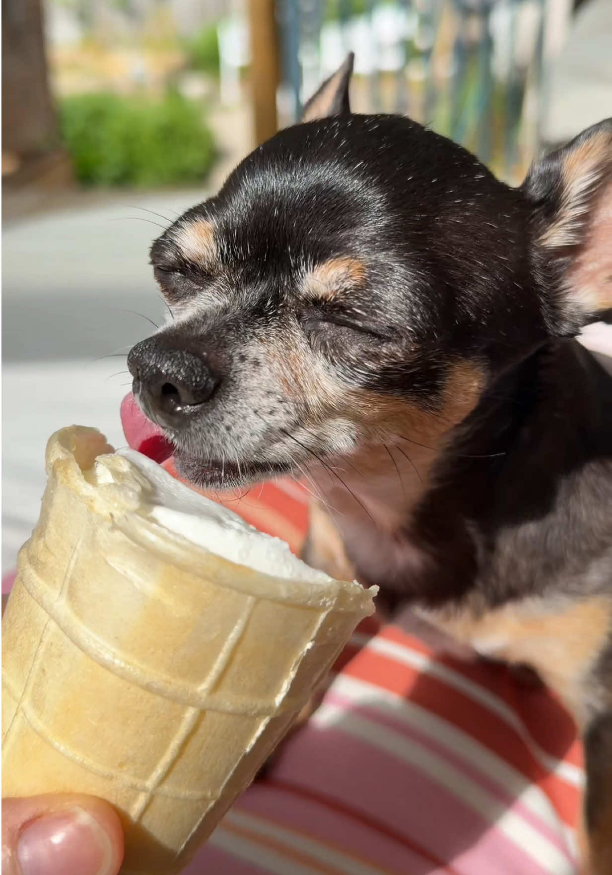 @Tiny Chihuahua Cedric & Maya