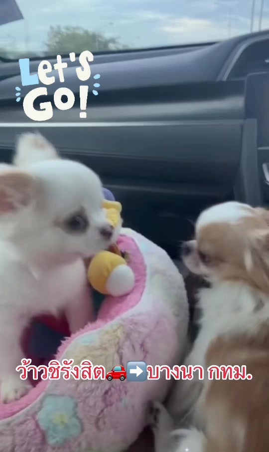 @Fb:Woww chihuahua