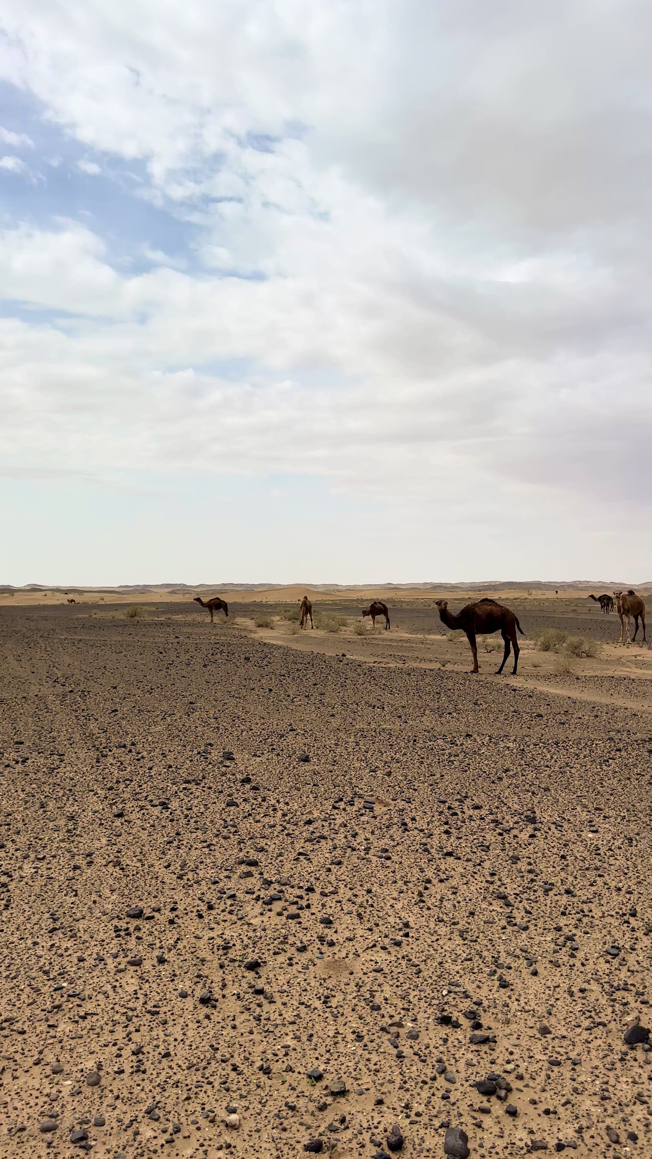 @بلوچستان عشق است 🐪🏜️🪶