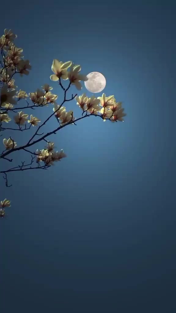 @Arooj Bukhari❣️