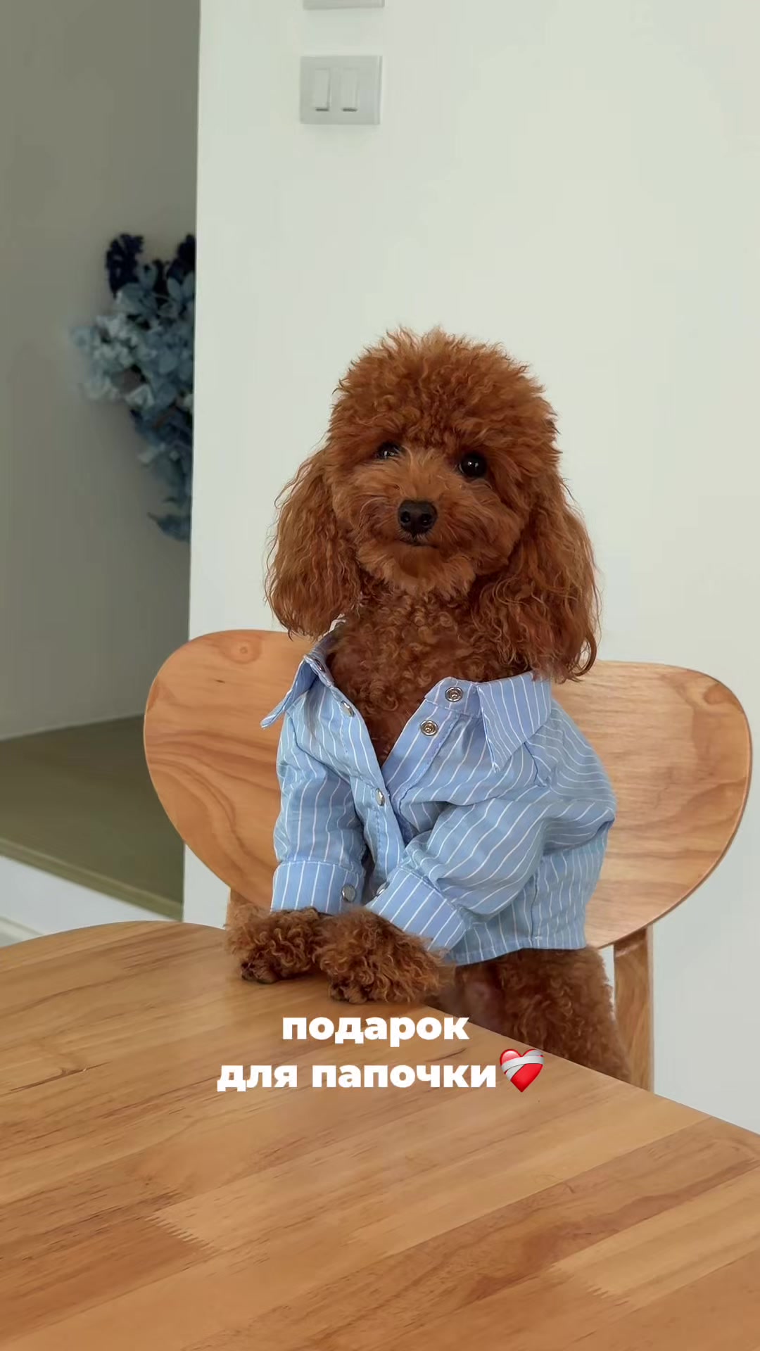 @beatrice_poodle