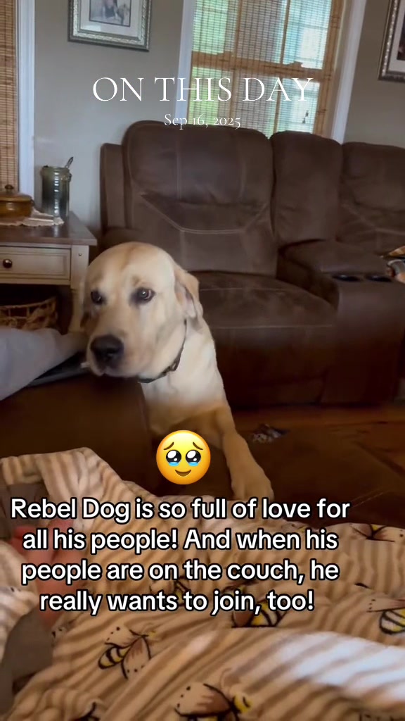 @Barnyard Pets ❌