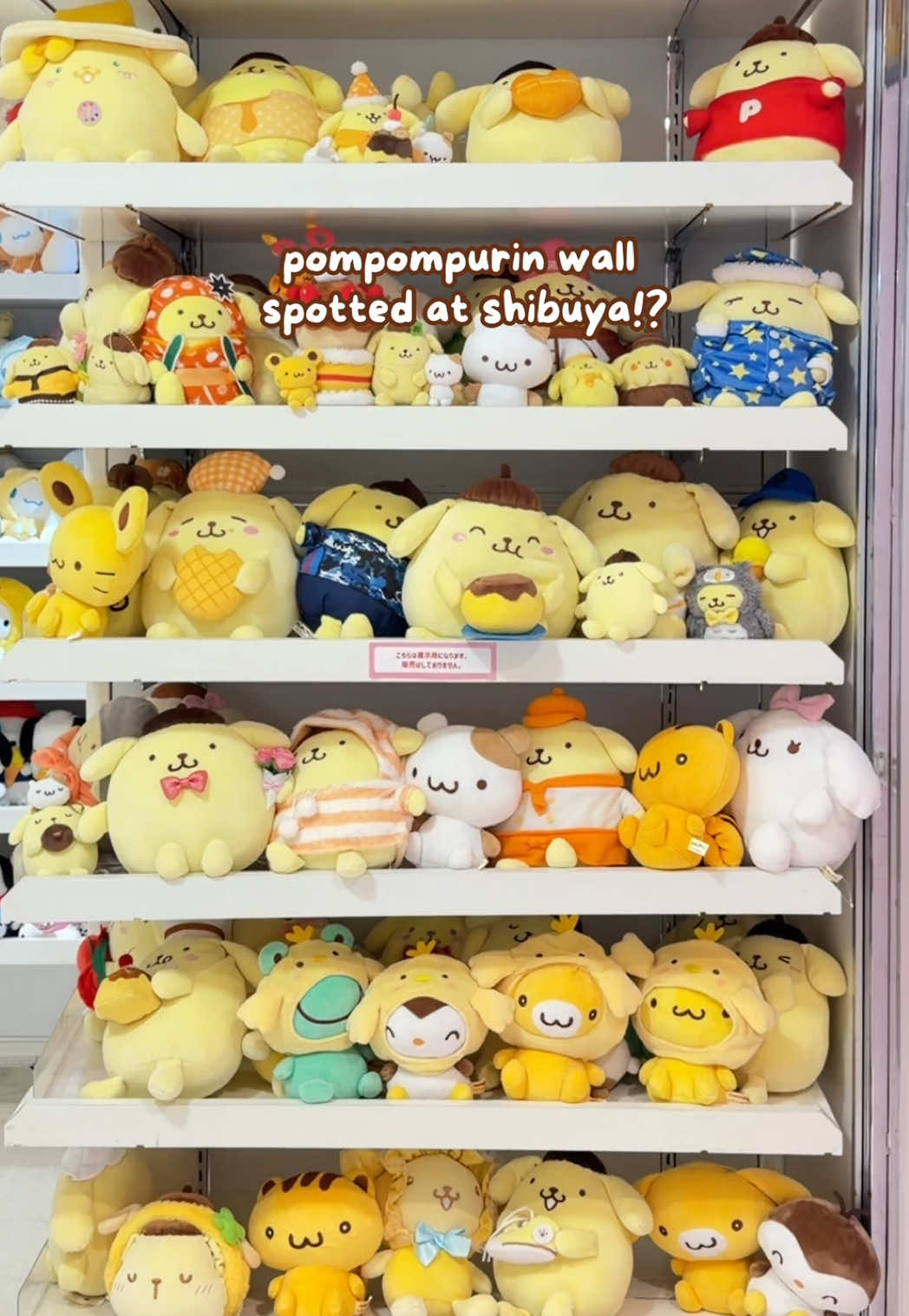 @pompomgurl ૮₍ ´ ꒳ `₎ა