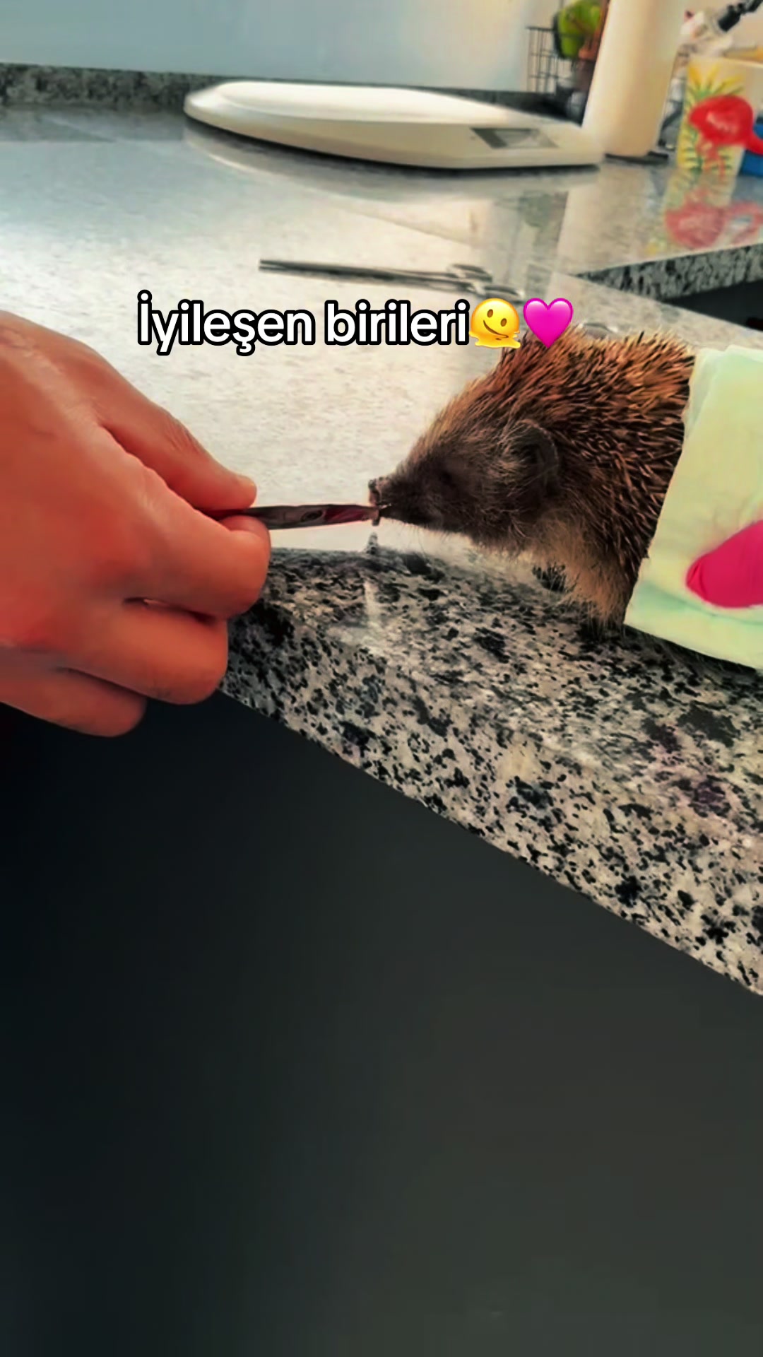 @vet.Behide