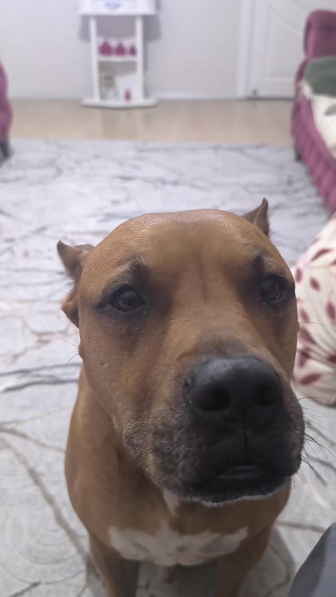 @pitbulll👑