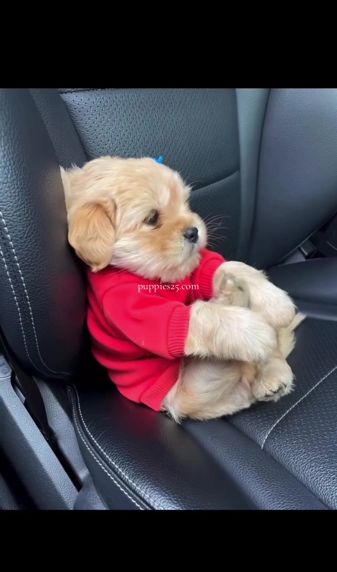 @PUPPIES25•COM