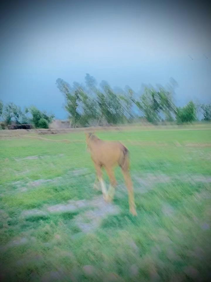 @chakwali428