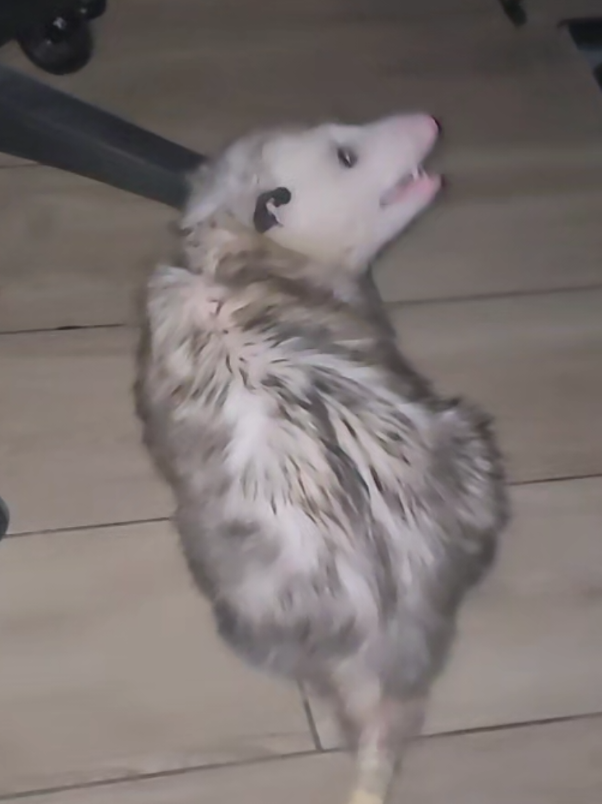 @OPOSSUM/DOG MOMMA Dea