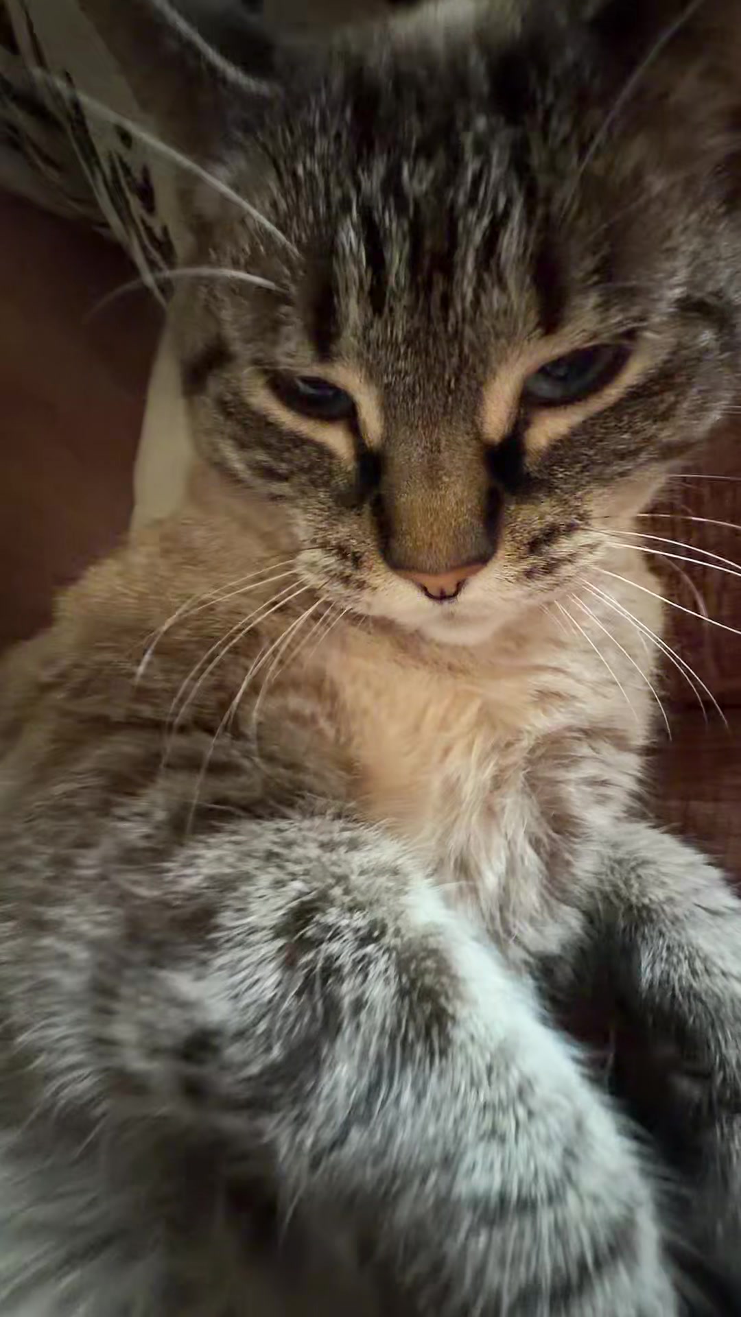 @PepperTheCat