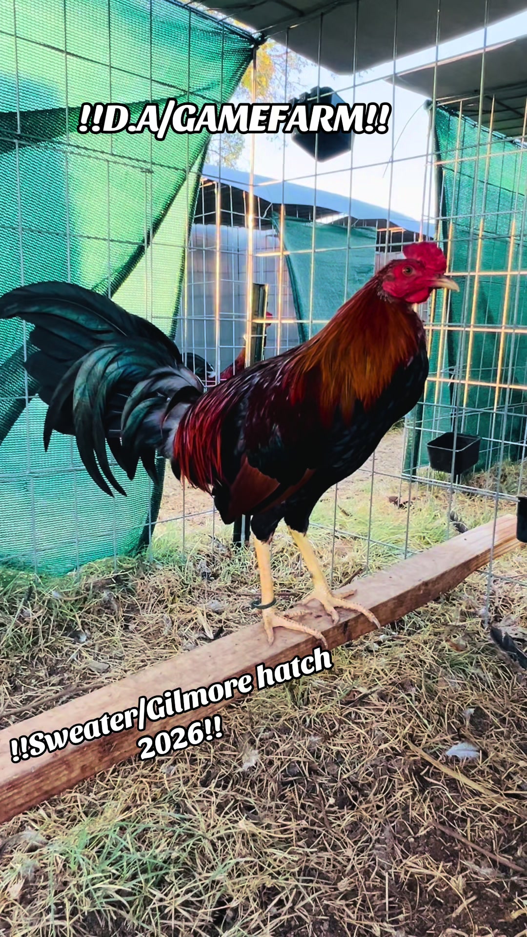 @DAgamefarm