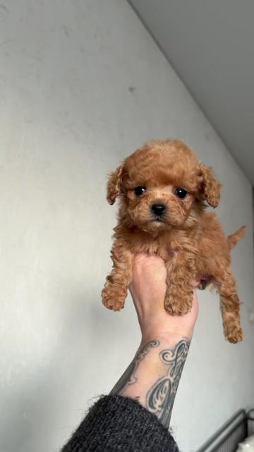 @kate_pomeranianl