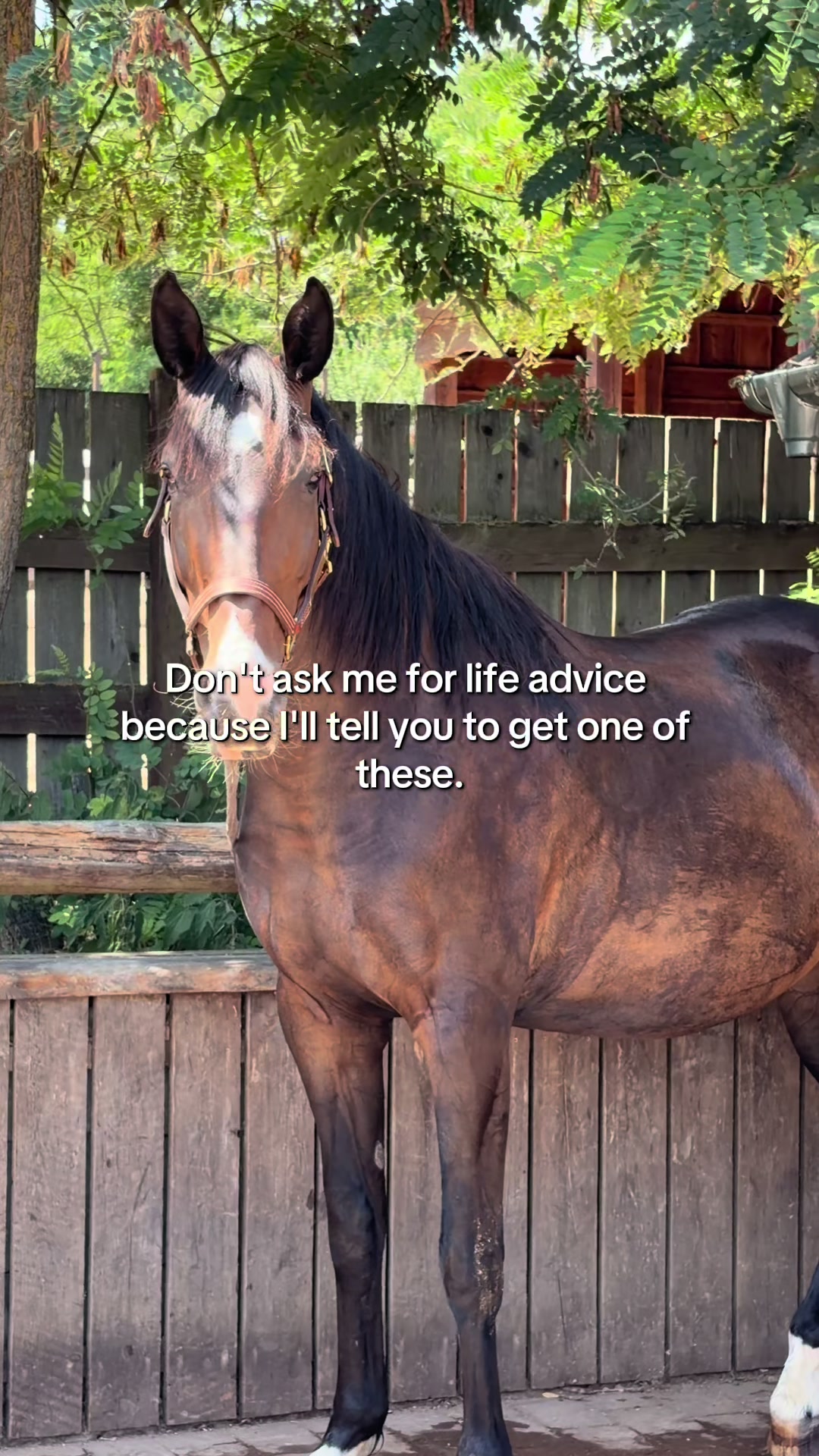 @Free Ride Equestrian