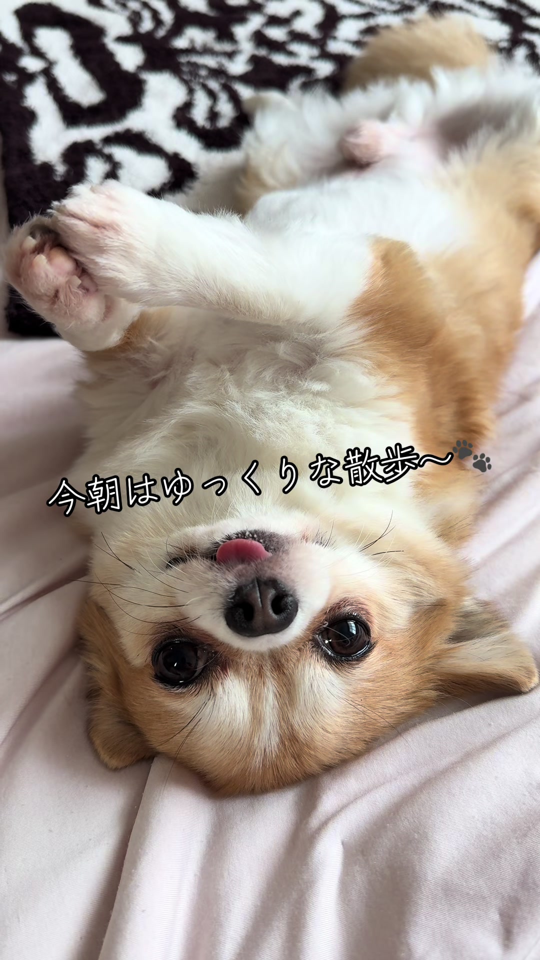 @心太