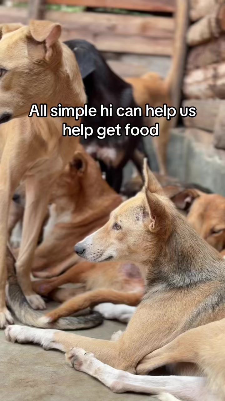 @furry_care_haven
