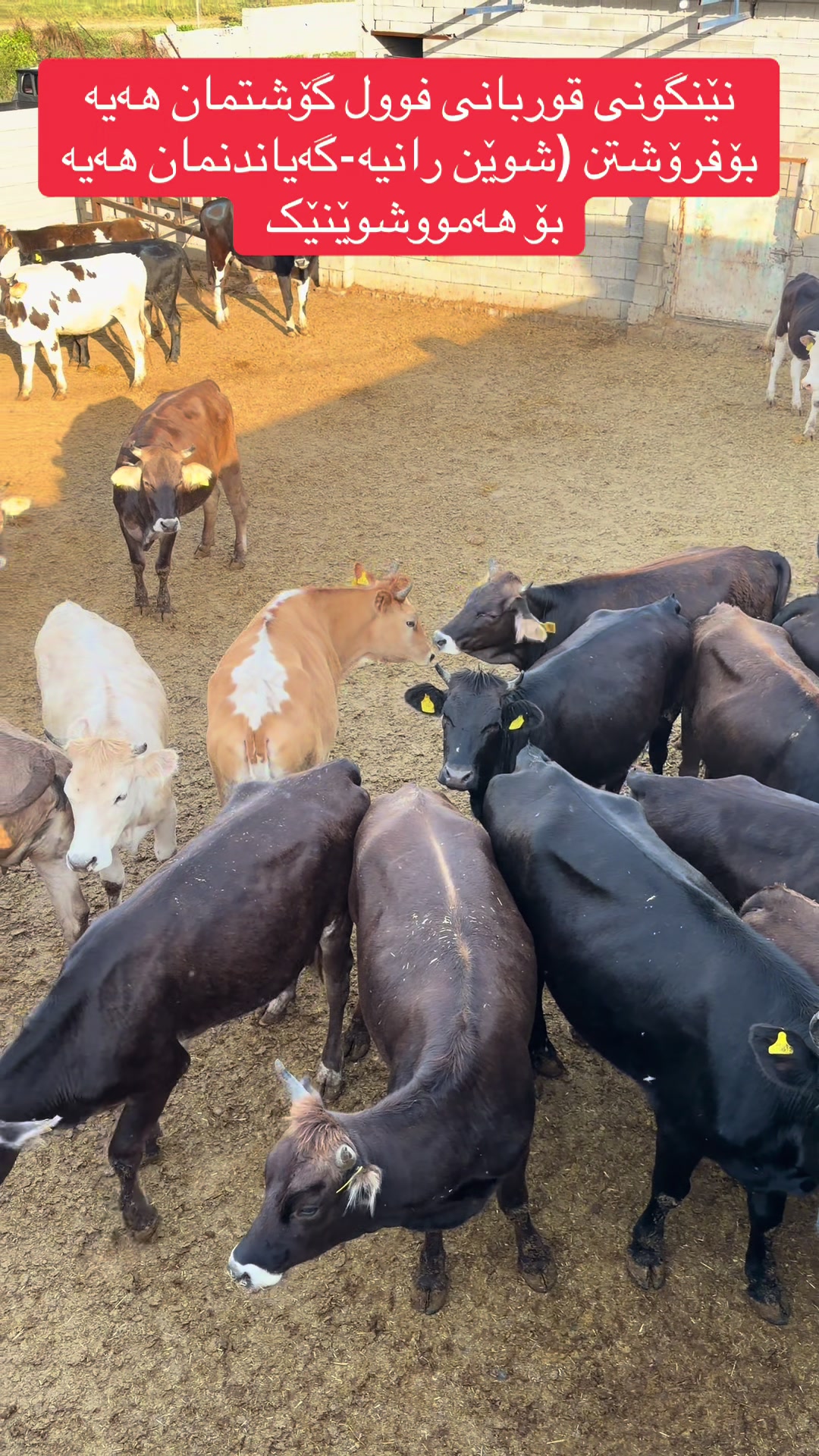 @مەیدانی ئاژەڵانی محمد 🐄🐂
