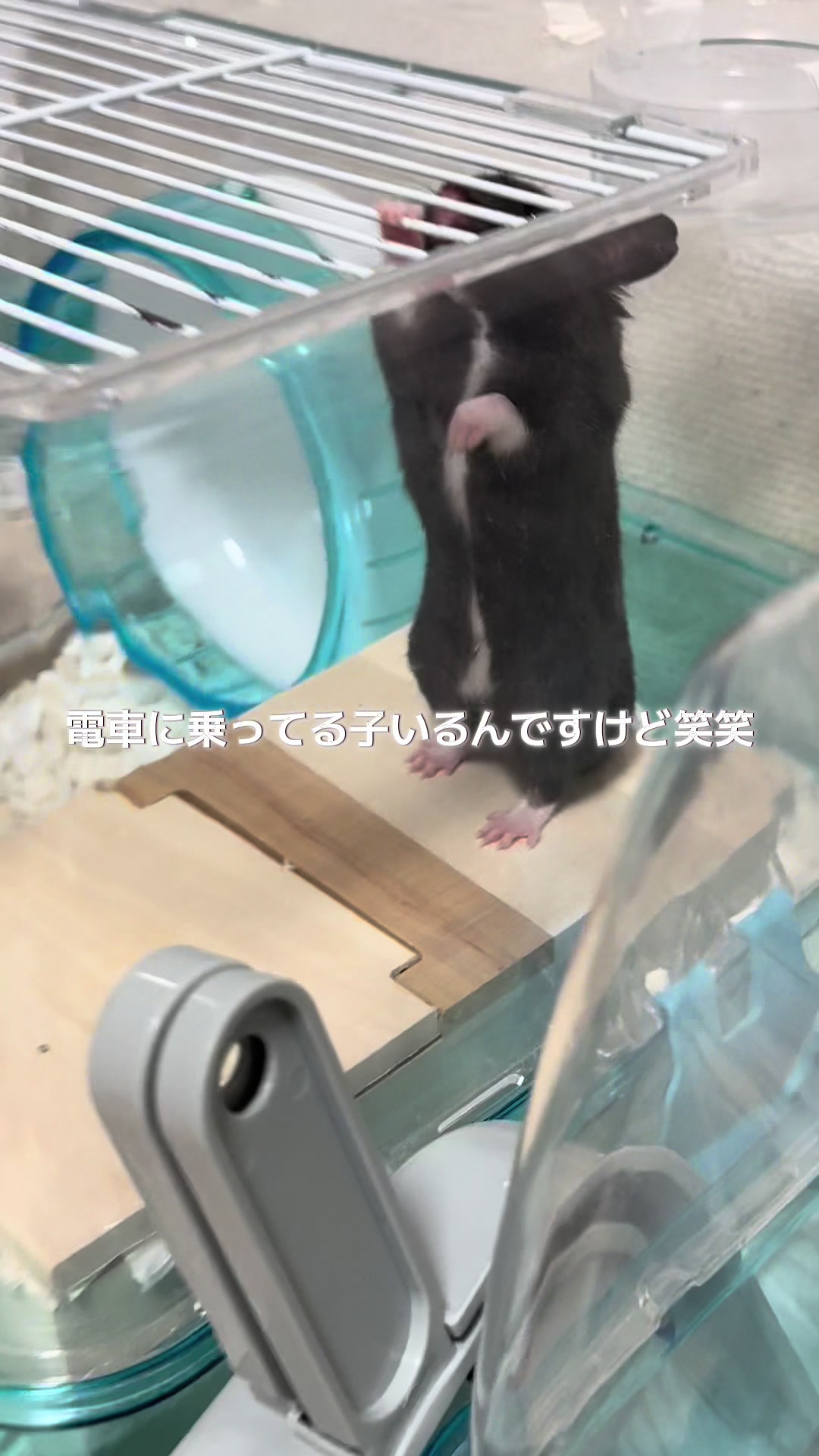 @田舎のネズミ