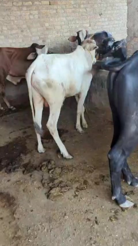@Larkana Cattle Farm