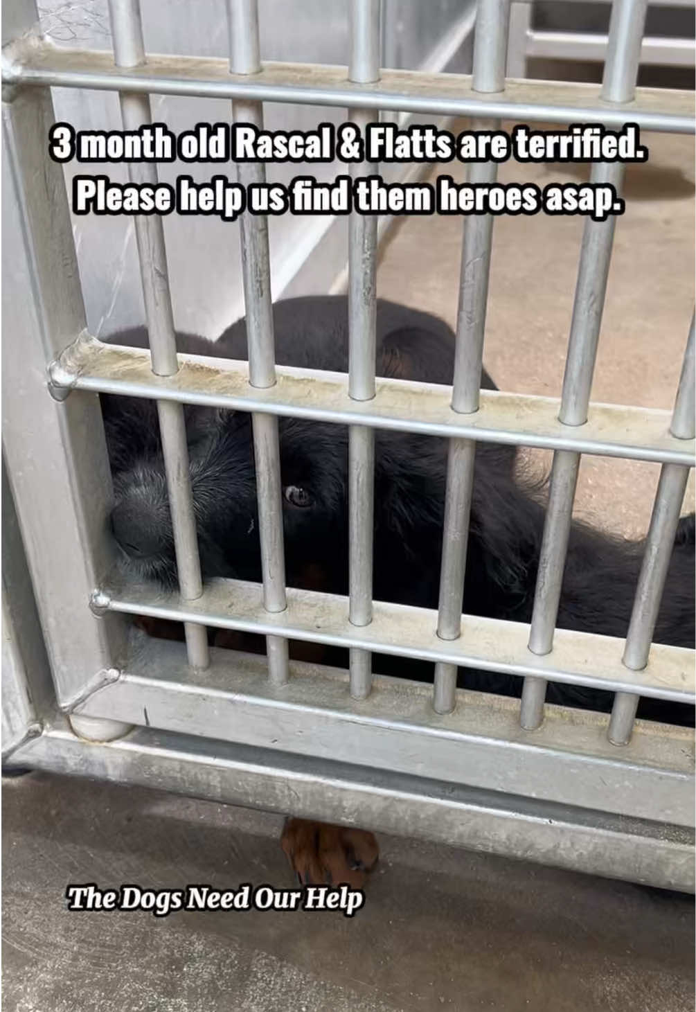 @The Dogs Need Our Help