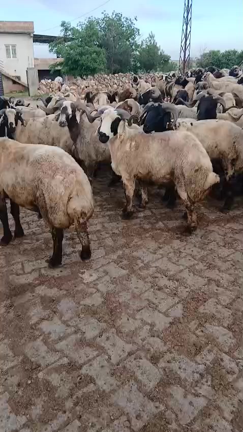 @Haci Altun270
