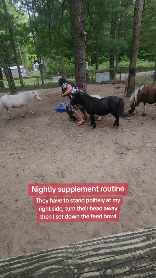 @minihorsemomandtrainer🐴🐴🐴🐴